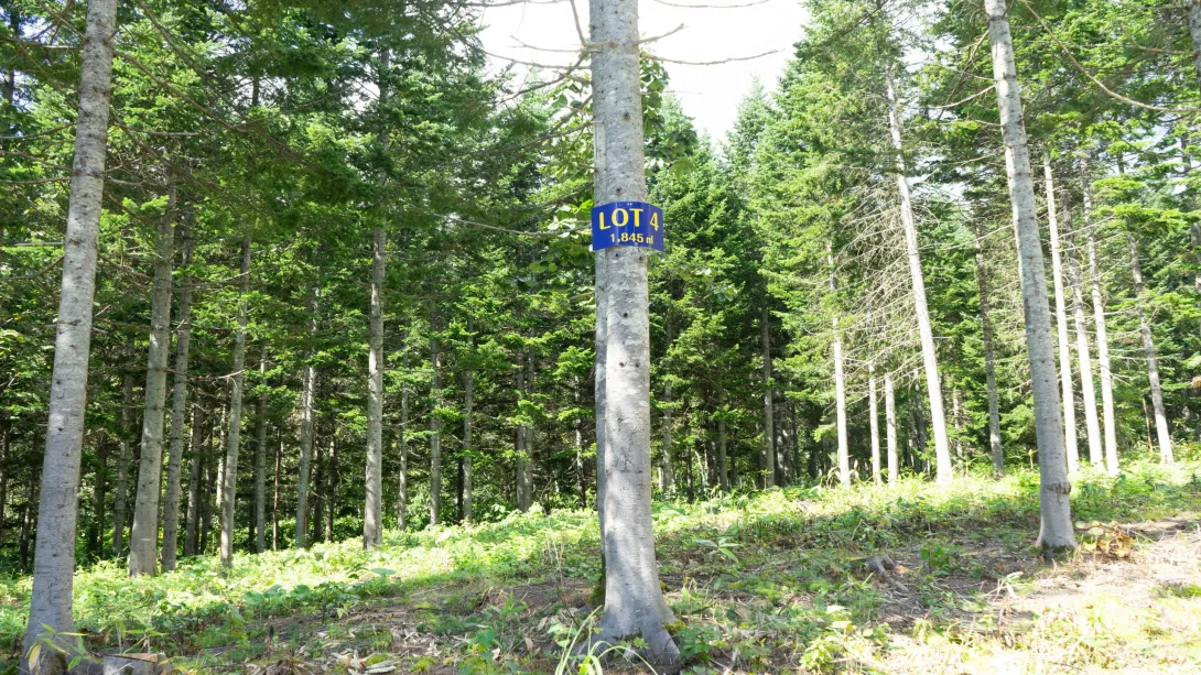 Lot4Pines